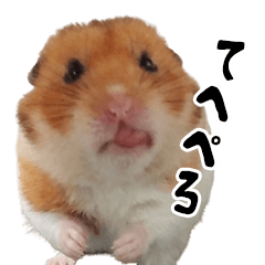 Hina the hamster