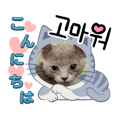おちゃねこスタンプ(⁠✿⁠^⁠‿⁠^⁠)