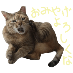 cat Tsubaki