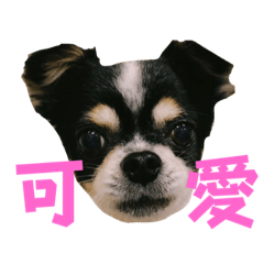 白小麗小朋友第二集-