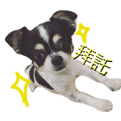 白小麗小朋友