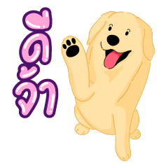 My golden retriever so cute