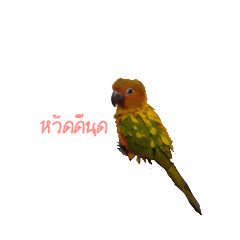 bi bew_the_parrot