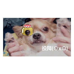 修狗篇(✪ω✪)