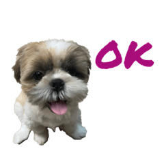 Shih  Tzu