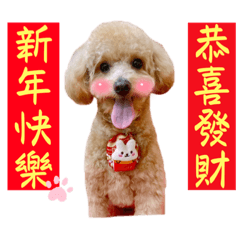 貴賓狗小米-節慶祝賀
