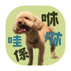Shiushiu poodle Taiwanese