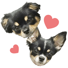 Two Chihuahuas are good friends