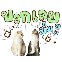 tidteetwocats