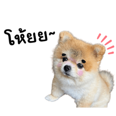 Milo The Dog (Pomeranian)