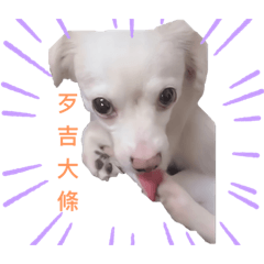 變種屁吉