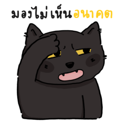 Khai Wan is a cat