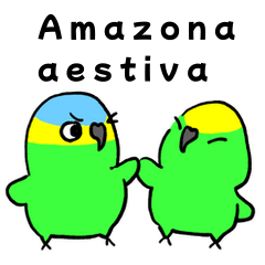 Amazona aestiva 1