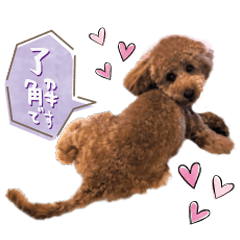 Toy poodle HANA's Sticker