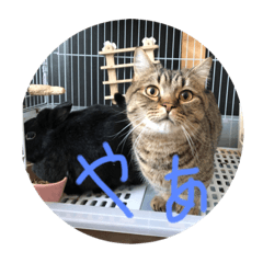 今日のにゃんこたち、