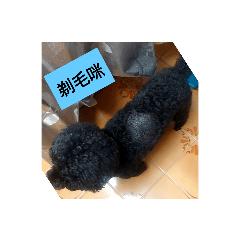 我家寵物黑皮皮