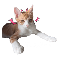 玲龍兄妹