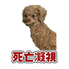 毛小孩5