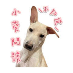 Xiao kui 的生活日常