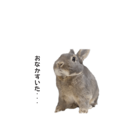 rabbit_20230907125550