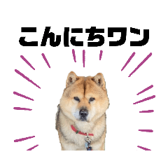 kawaiidogsama