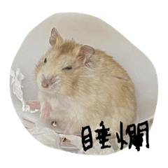 胖妞日常啦