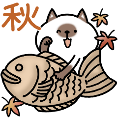 Autumn Siamese cat