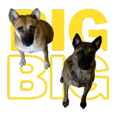 Booncherd&Somying Big Big