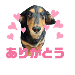 ミニチュアダックスフンドのジャック - LINE スタンプ | LINE STORE