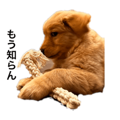 SAKURA_20230909114835