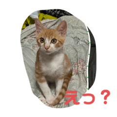 Chatrun_20230909172050