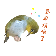 綠鳥寶