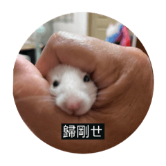 白疼貴