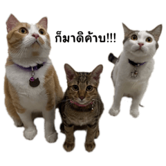 Maew-Meow Krub