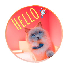 CHEN’s Kitty(Nueve)