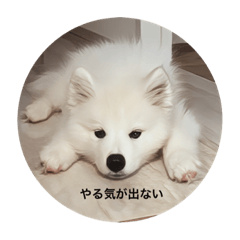 Toranosuke_20230909171007