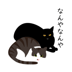 TAKANOfamilys CATS