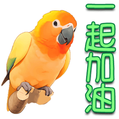 There is a adorable sun conure