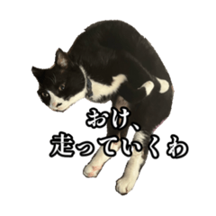 Funny cat_yuki