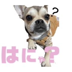 koto_20230910154508