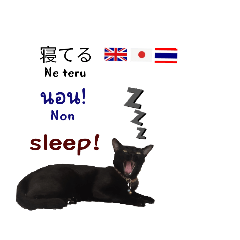 Thai+Japan+English.