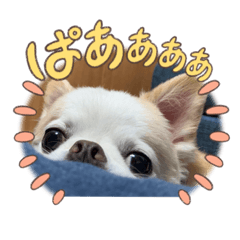 kurustamp5