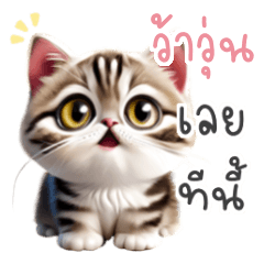 Cutie American Shorthair