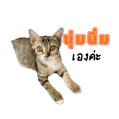 นุ่มนิ่มAT