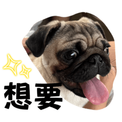 pug babu_20230910211107