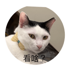 喵の生活用語