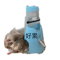 倉鼠與狗