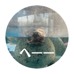 sakura_20230910201259