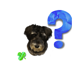 sakura20230910172540