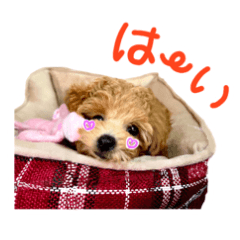 Cute dog first shot  toy poodle